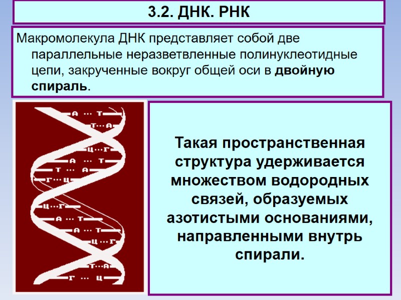 3.2. ДНК. РНК Макромолекула ДНК представляет собой две параллельные неразветвленные полинуклеотидные цепи, закрученные вокруг